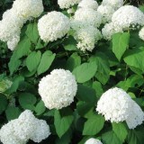 Гортензия Древовидная Annabelle